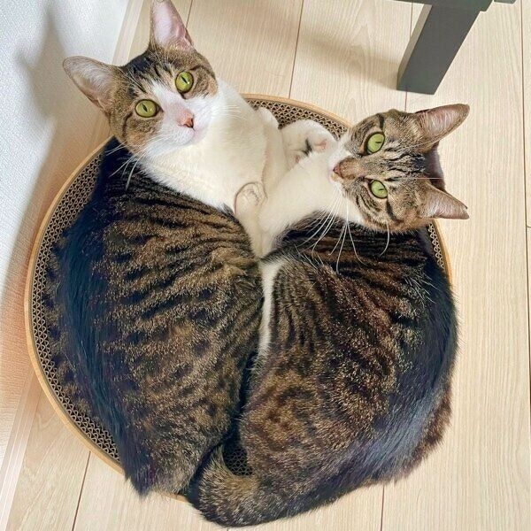 仲良く寄り添うおもちちゃんとあんこちゃん