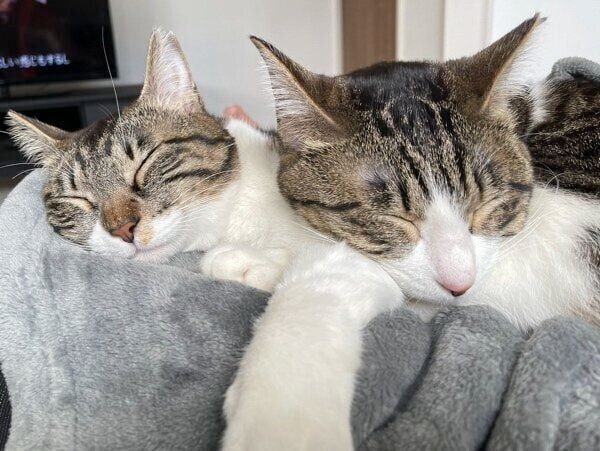 仲良く眠るおもちちゃんとあんこちゃん