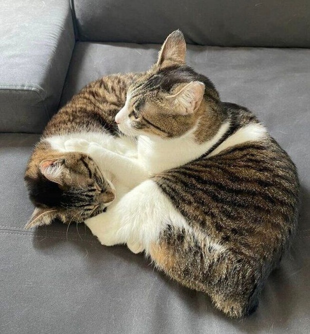 密着するおもちちゃん、あんこちゃん