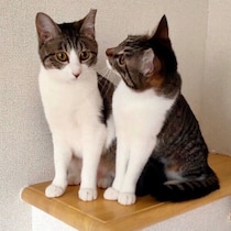 初対面では警戒していた保護猫姉妹→お迎え翌日には膝の上へ！　5才の今も甘えん坊に
