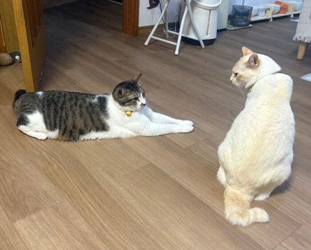 弟猫・義貞くんとロニーくん