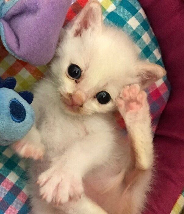 子猫時代のロニーくん
