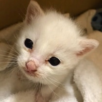 外で弱っていた生後10日ほどの子猫を保護→4匹きょうだいで唯一生き残り、9才の今は立派な“笹かま猫”に