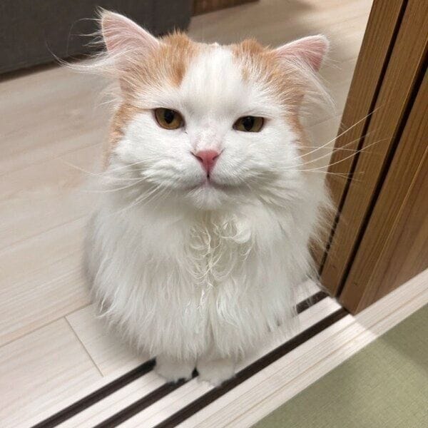 飼い主さんお気に入りの一枚