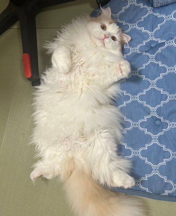 ゴロンと仰向けになるらみゃくん