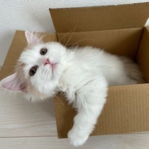 段ボールの入り方が“初心者”だった生後4カ月の子猫→1才8カ月の今も変わらない“はみ出し寝”にほっこり