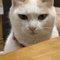 愛猫の機嫌が急に変わったことはある？　理由や対応方法を獣医師に聞いた