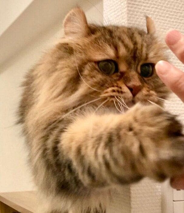 熱烈ハイタッチをするリボンちゃん