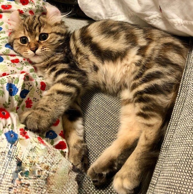 生後4カ月ごろのリボンちゃん