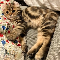 “かまってちゃん”なアメリカンカールの子猫→6才の今、熱烈ハイタッチで飼い主をお出迎えするコに！