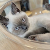 お腹と背中の被毛が真っ白だった生後4カ月の子猫→1年後、“焦げ目”がついたような毛色に変化！