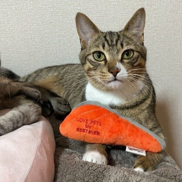 鮭の切り身のぬいぐるみがお気に入りのせなくん