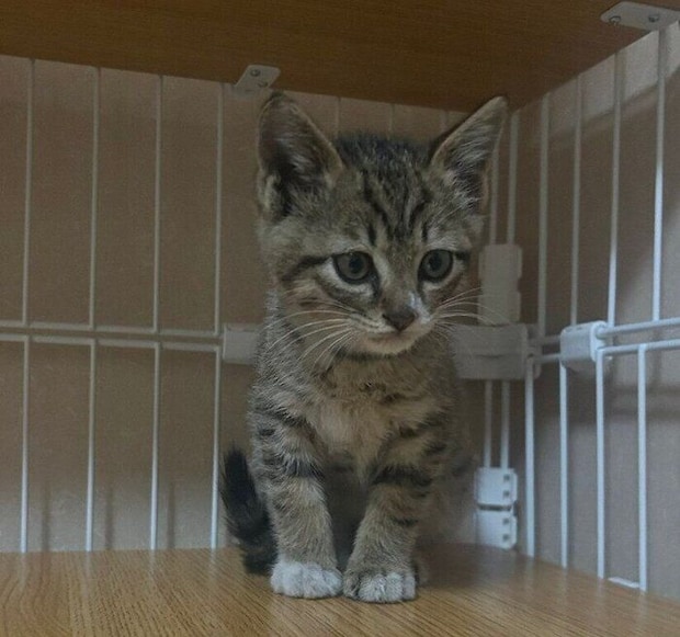 お迎えしたばかりのころのせなくん