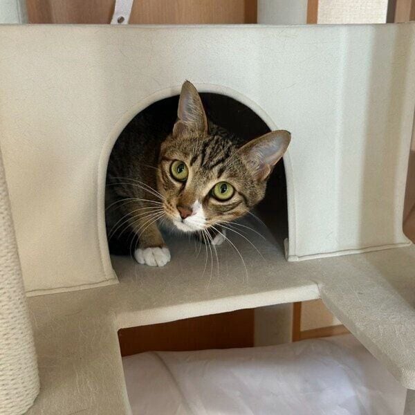 キャットタワーから顔を出すせなくん