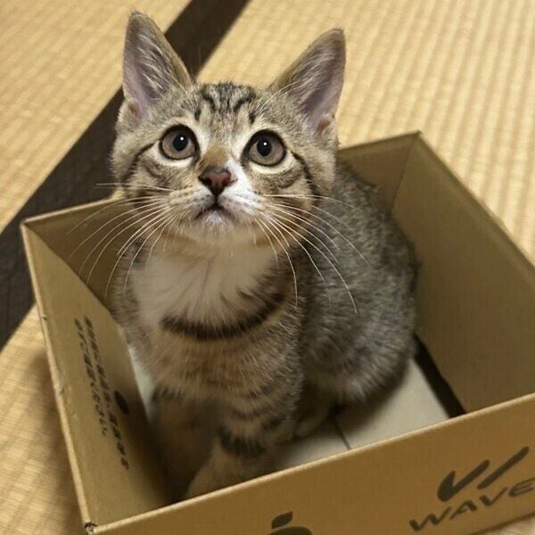 段ボールに入る子猫時代のせなくん