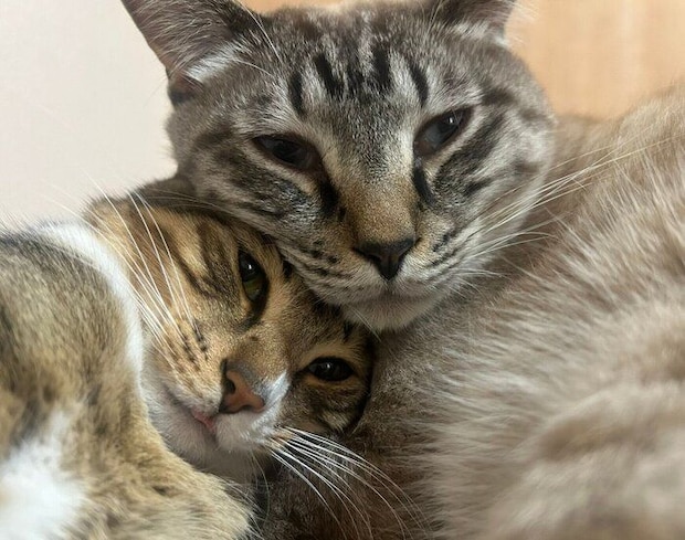 密着するせなくんとベルくん