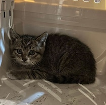 車のボンネットに入り込んでいた子猫→保護から約1年、家族を明るくする甘えん坊に成長