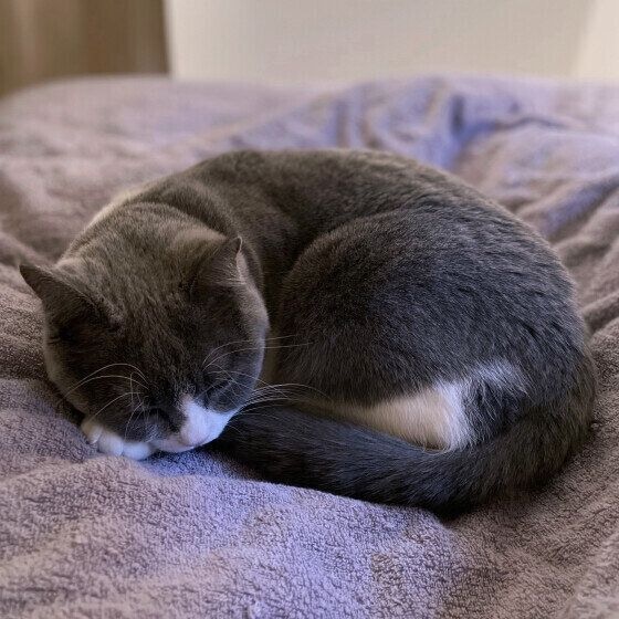丸まって眠るブリティッシュショートヘア
