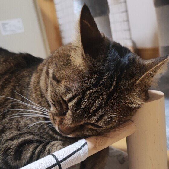 スリスリするキジトラ猫