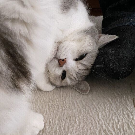 頭をこすりつける猫