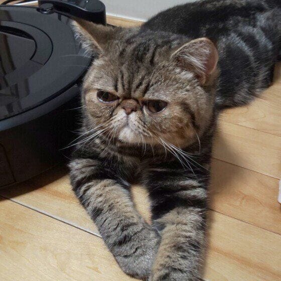 ムッシュ  エキゾチックショートヘア