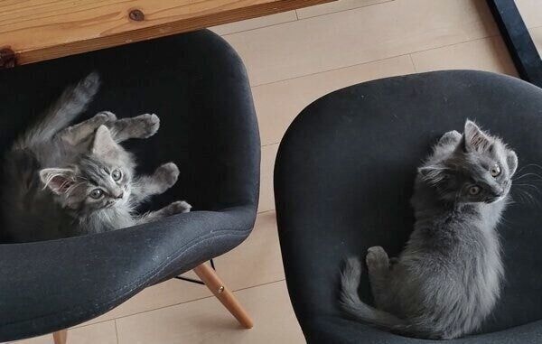 椅子を占領するようになってきたロンくんとコトちゃん