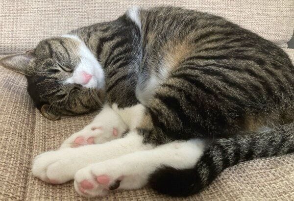 ごろんと寝転がるうみくん