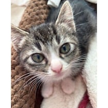 保護猫サイトで見つけ、忘れられなかった子猫を3カ月後にお迎え　初日の深夜から添い寝する甘えん坊に！