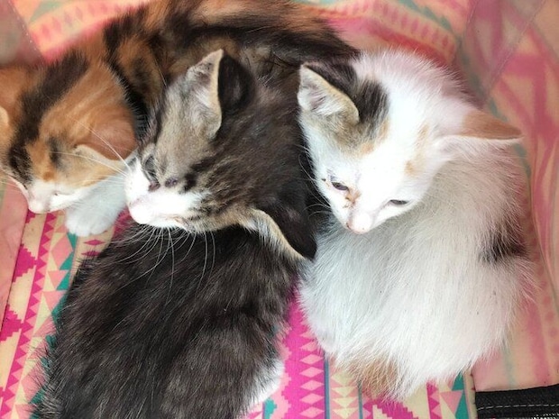 かつては春を過ぎると街に子猫が多く見られ、保 護活動に奔走した。保護した子猫は譲渡会などを 通じて、すべて新たな飼い主さんにつないだ