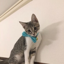 【調査】愛猫は誰によく助けを求める？　助けを求めやすい相手の特徴も解説
