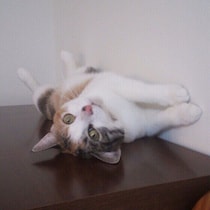 暑い日に猫がぐったりしている…休んでいるだけ？見逃したくない暑さ対策