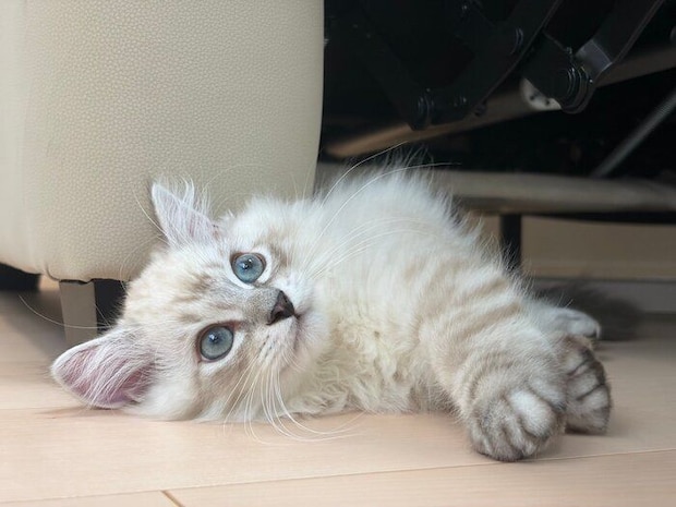 まったりするかるびくん