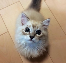 紙パックの音に反応した生後3カ月の子猫　まんまるの目で見上げる“好奇心いっぱい”な姿にキュン