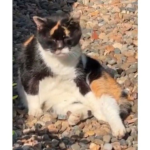 外で暮らしていたときのすーたん