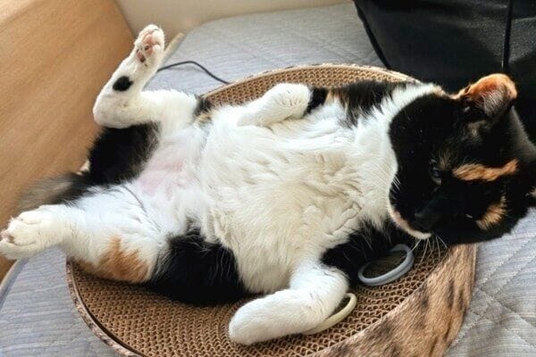 保護から5カ月半で大胆にヘソ天ポーズ
