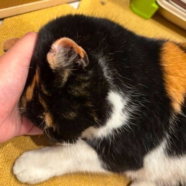 保護から5日目のすーたん
