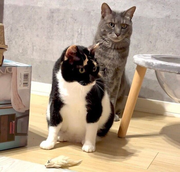 おもちゃ遊びが好きなすーたん