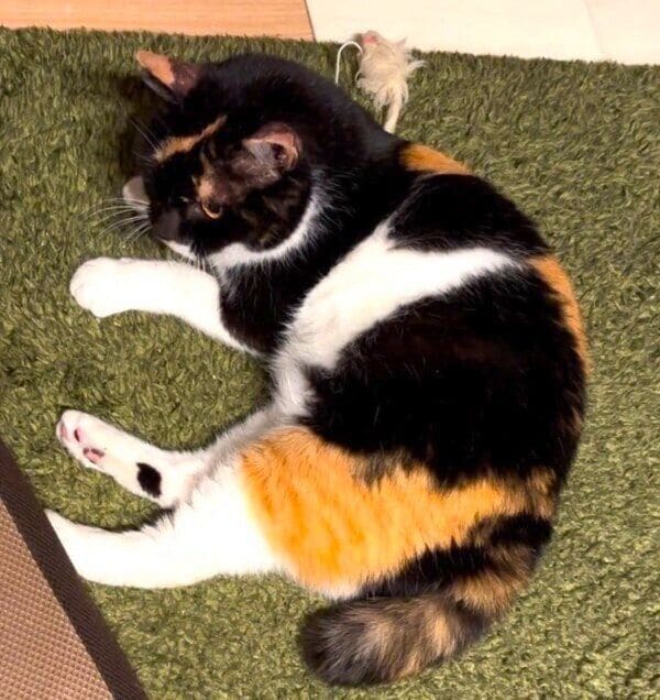 まったりとくつろぐすーたん