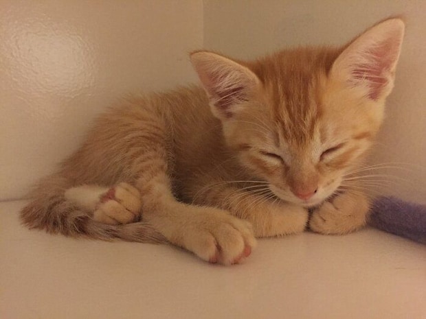 生後約3カ月の子猫