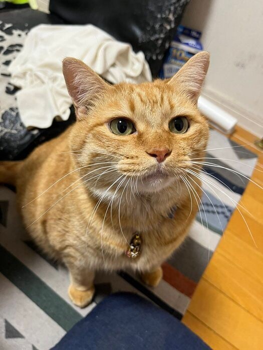 飼い主を見上げる猫
