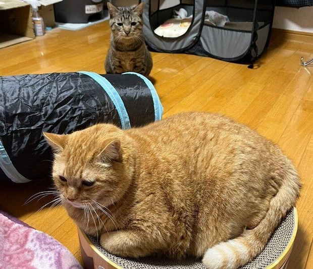 2匹の猫