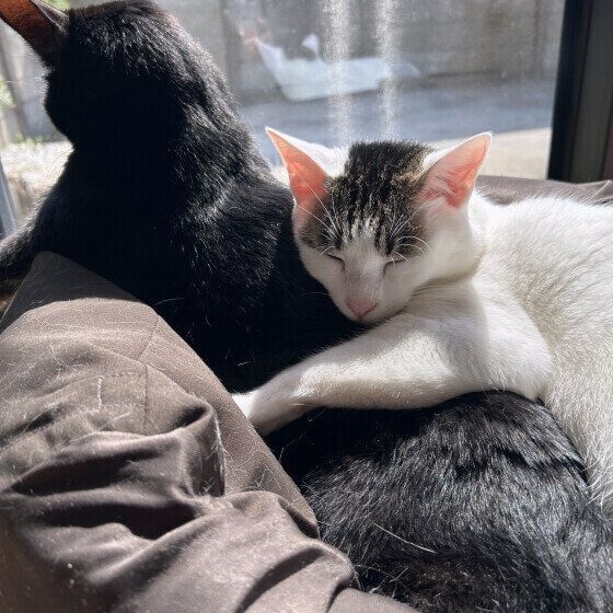 窓辺でくっつく2匹の猫