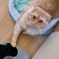かまってほしくて鳴くことも 猫のさまざまな「甘えサイン」を解説