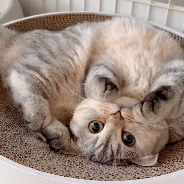 成長したももちゃん