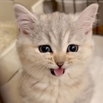 お迎え2日目、とっても“おしゃべり”だった子猫→1才の今、夜は甘えん坊モードになるコに成長！