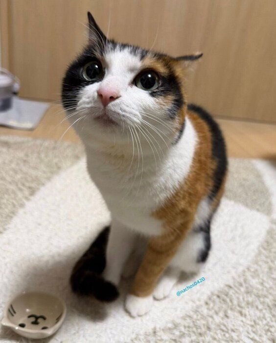 おやつのおかわりをおねだりするなっちゃん