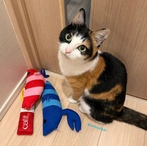 ドアの前で健気に待つ5才の猫、足元を見ると→大量の“献上品”にほっこり！