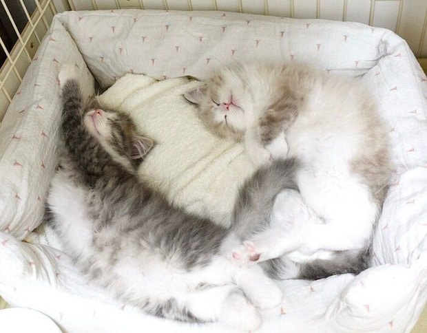 仲良く眠るぎんじくん、つむじくん