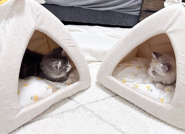 それぞれのベッドで過ごすぎんじくん、つむじくん