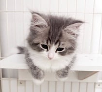 遊びの休憩中に“ふてくされ顔”を見せる生後3カ月の子猫　兄猫と遊び続ける元気いっぱいなコに成長中！